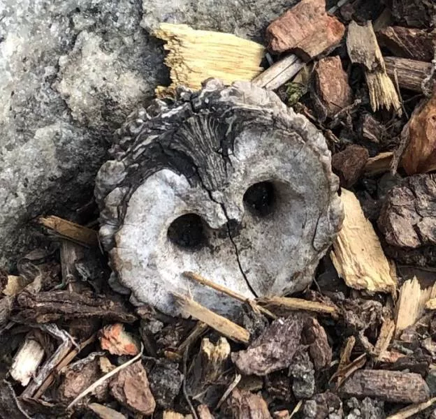 Une nature tres creative - #7 
