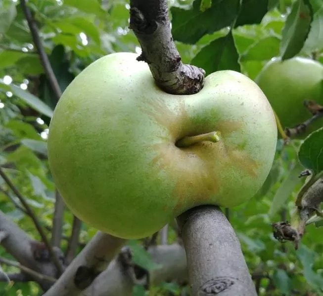 Une nature tres creative - #9 