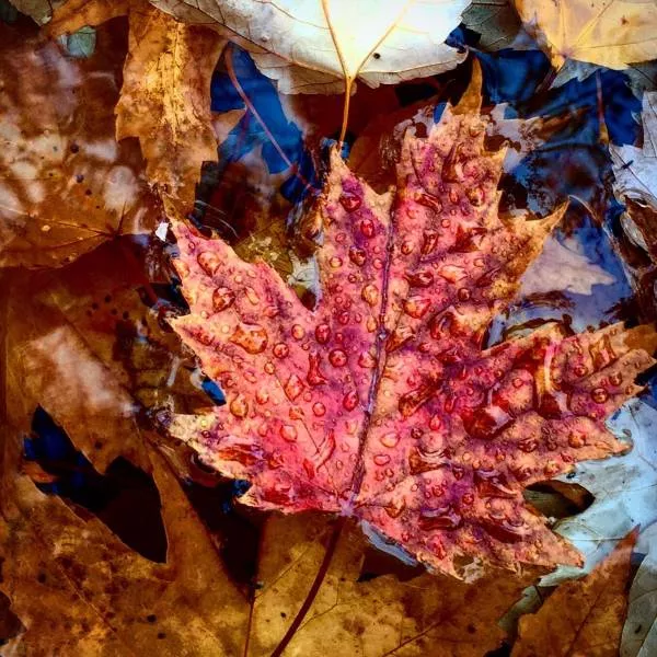 All about the fall spirit - #16 