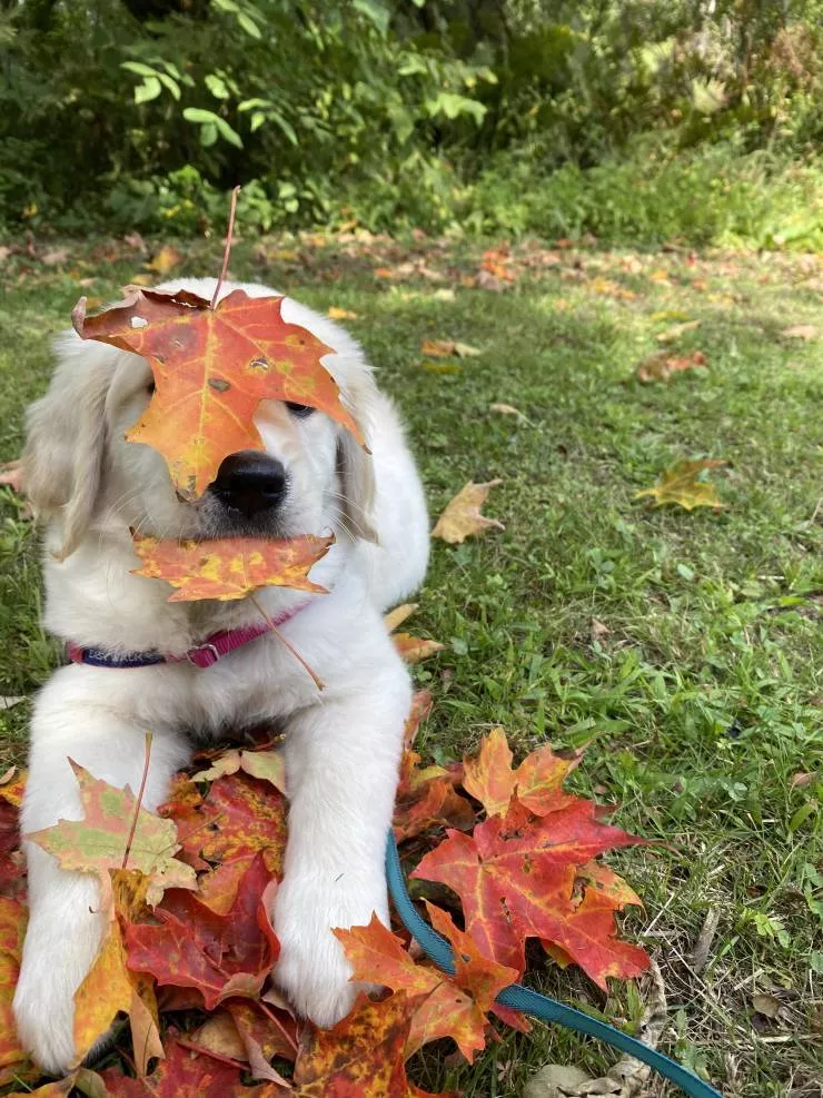 All about the fall spirit - #25 