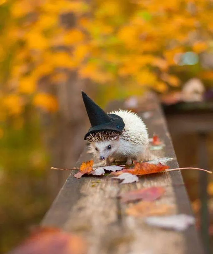 All about the fall spirit - #33 