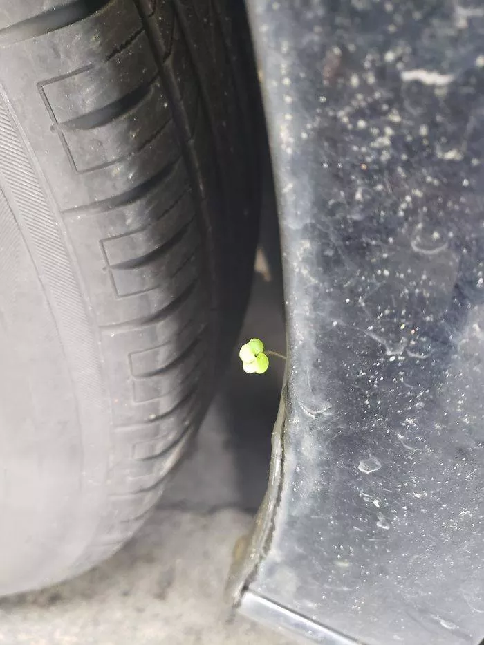 Cliches of a mechanic - #8 