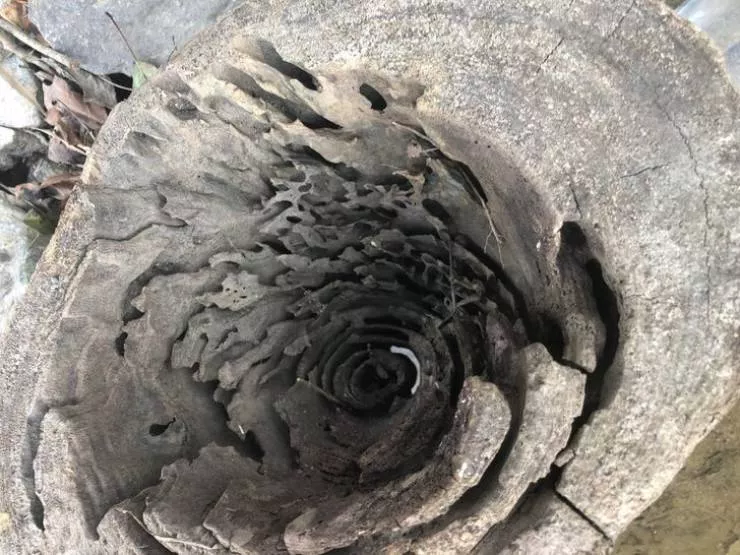 18 rare and incredible finds - #15 