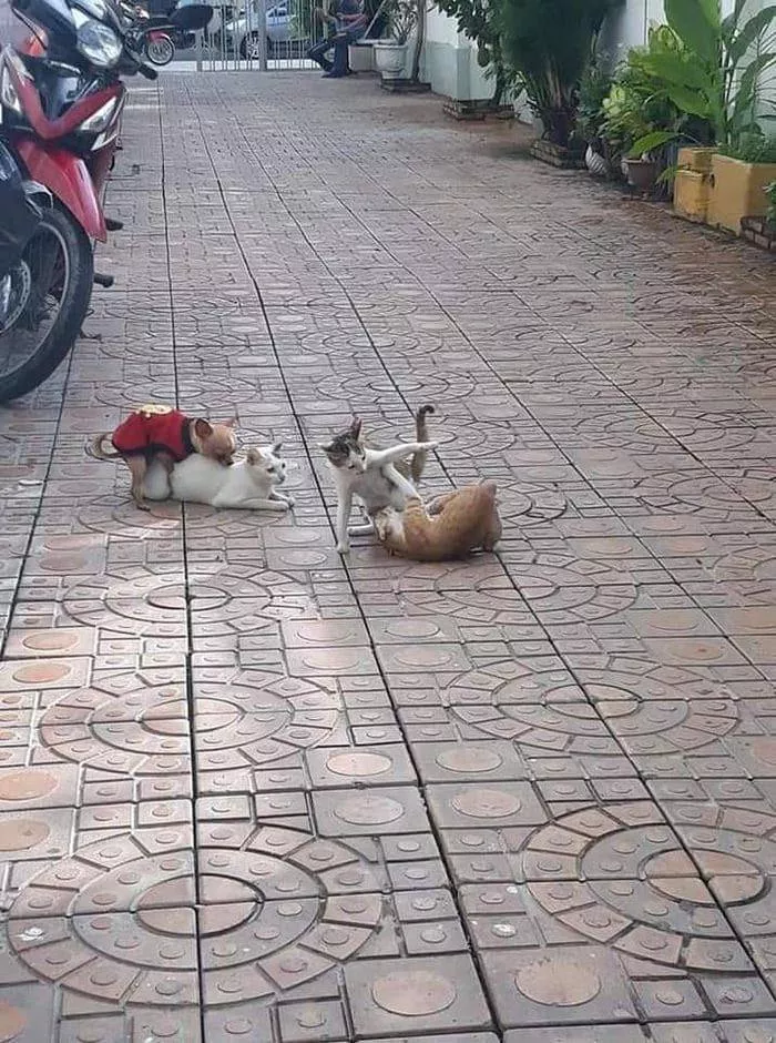 Picdump 523 - #50 