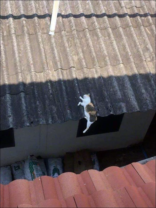 Picdump 525 - #27 