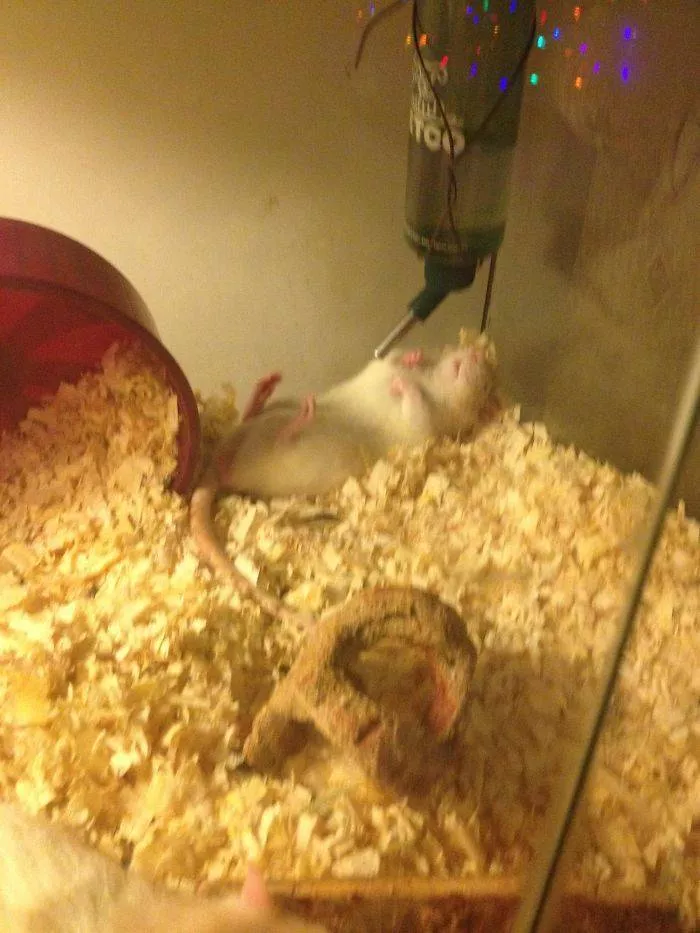 Shocking animals - #12 