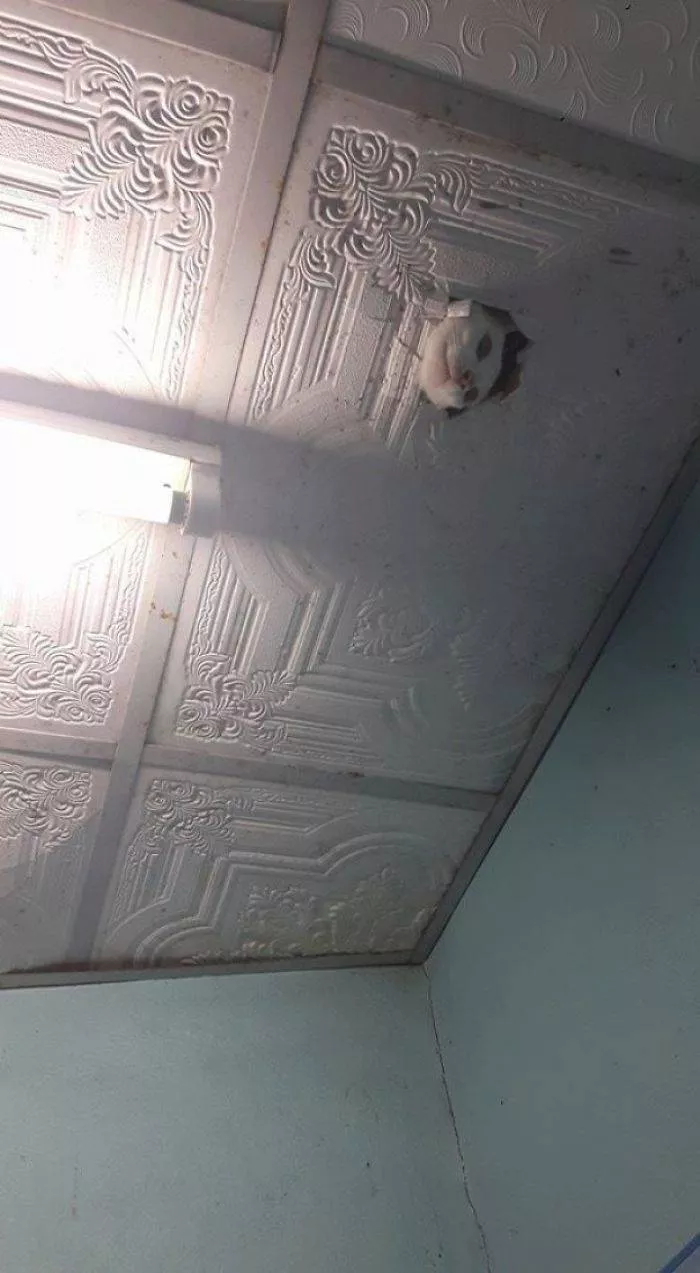 Shocking animals - #13 