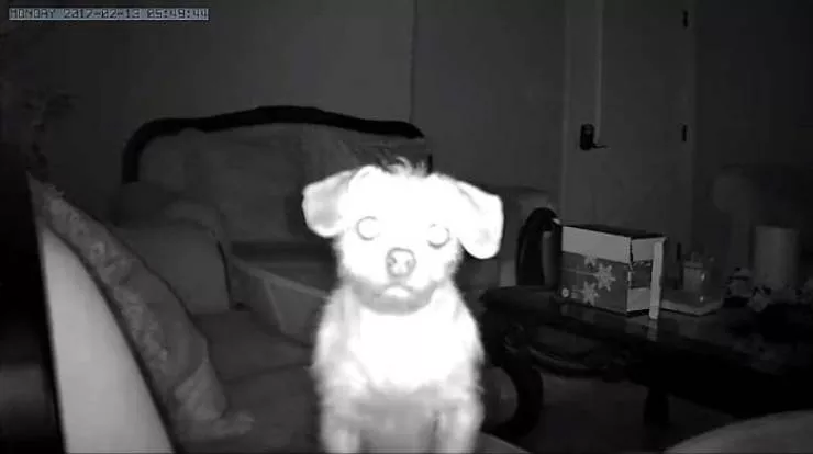 Shocking animals - #16 