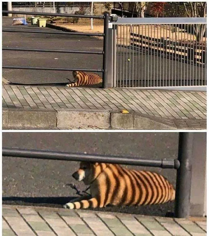 Shocking animals - #17 