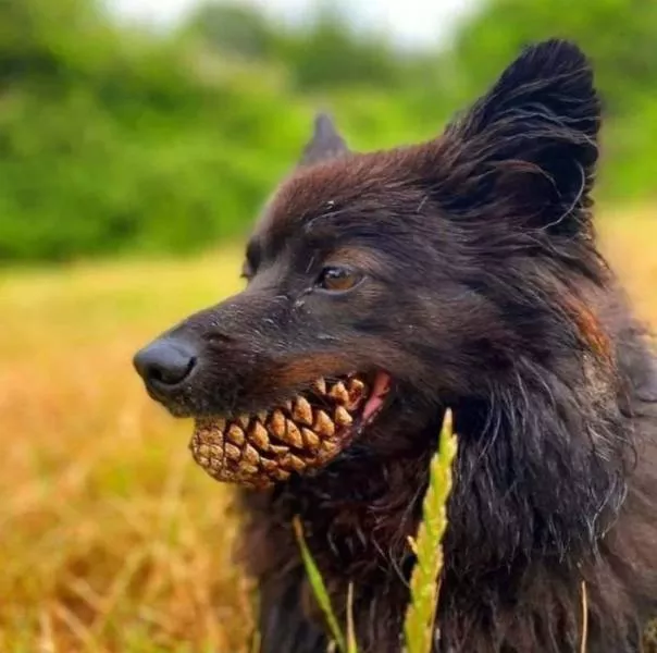 Shocking animals - #2 