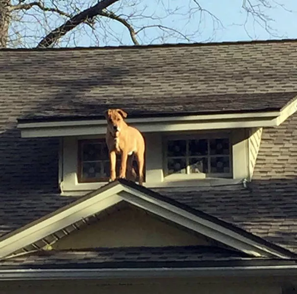 Shocking animals - #22 