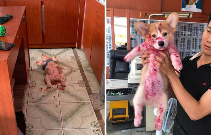 Shocking animals