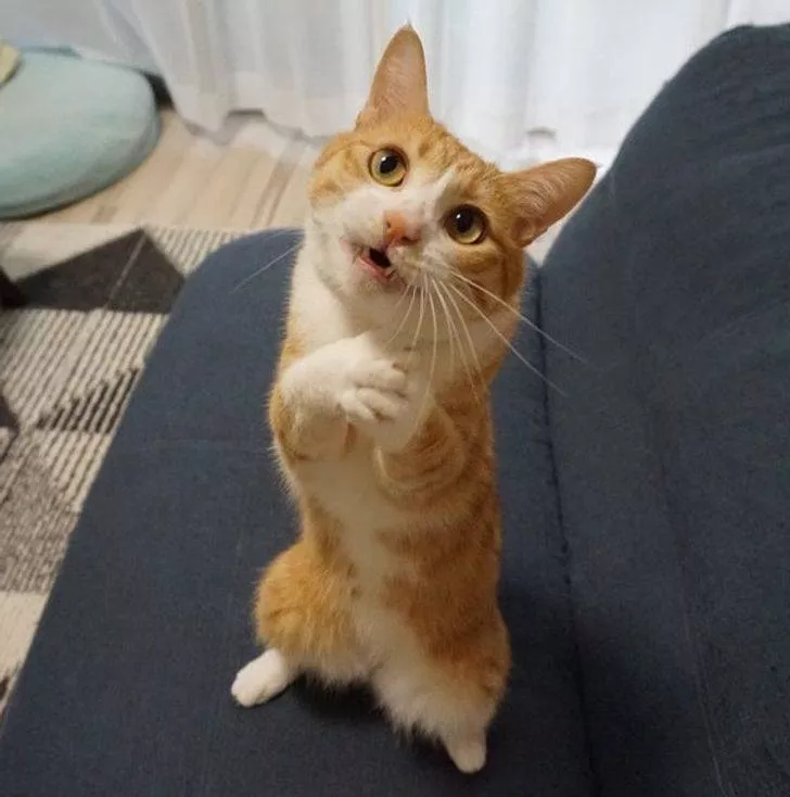 Des animaux qui nous fait rire - #1 