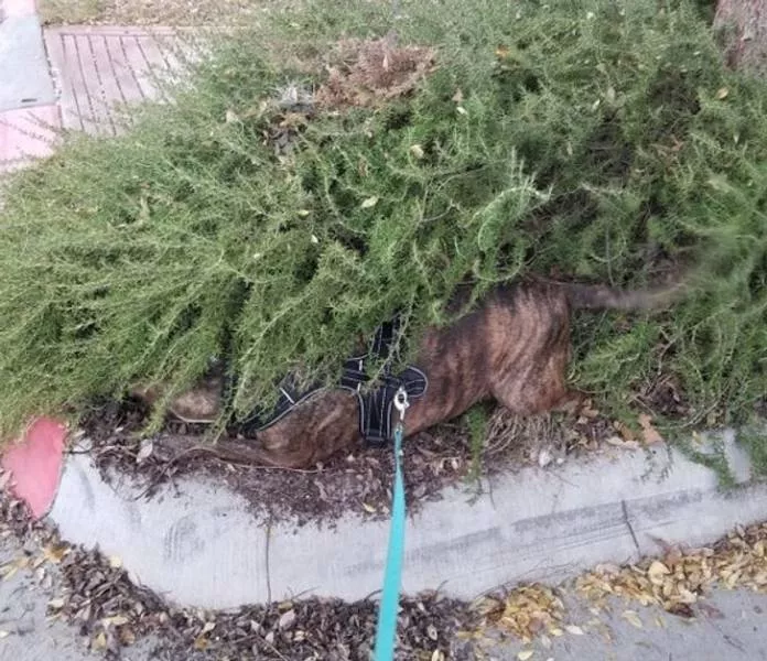 Animals that make us laugh - #10 