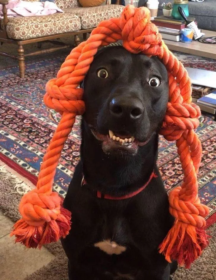 Animals that make us laugh - #12 