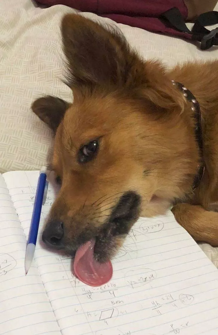 Des animaux qui nous fait rire - #13 