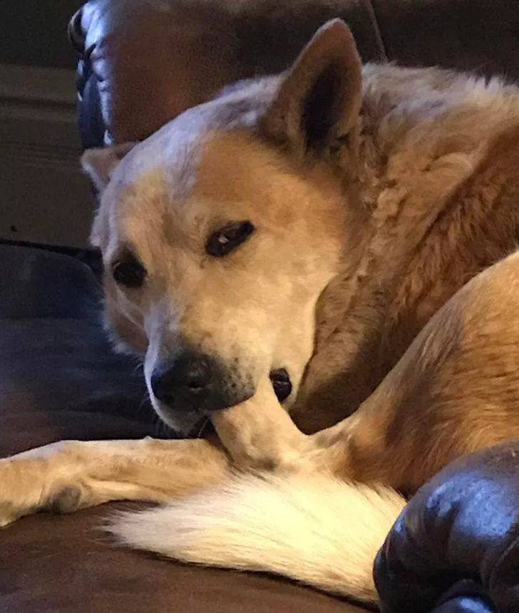 Animals that make us laugh - #14 