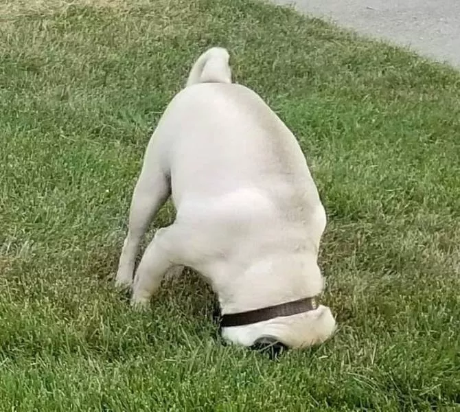 Animals that make us laugh - #15 