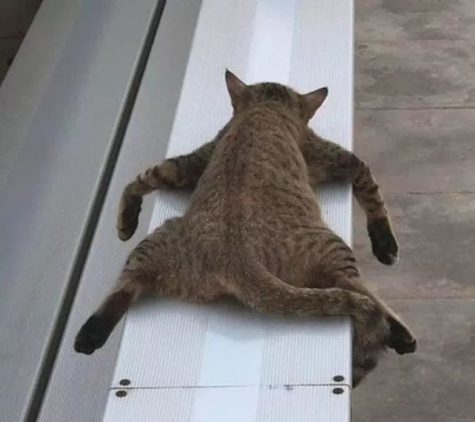 Animals that make us laugh - #16 