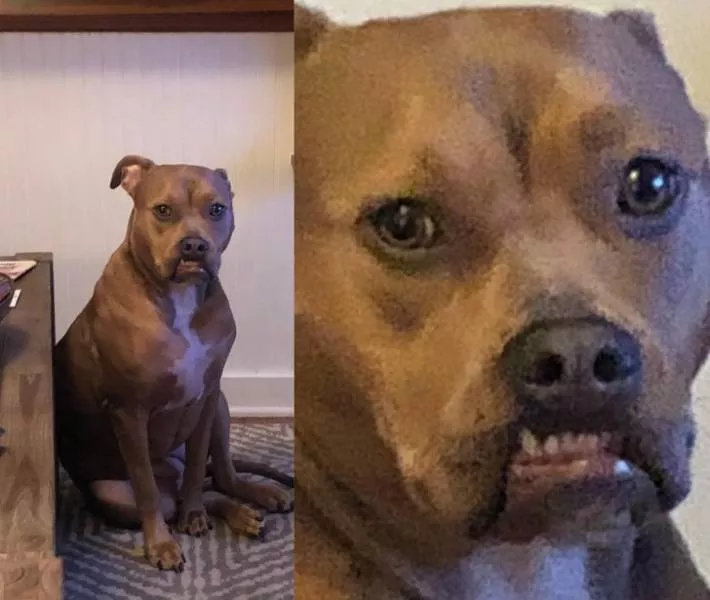 Animals that make us laugh - #18 