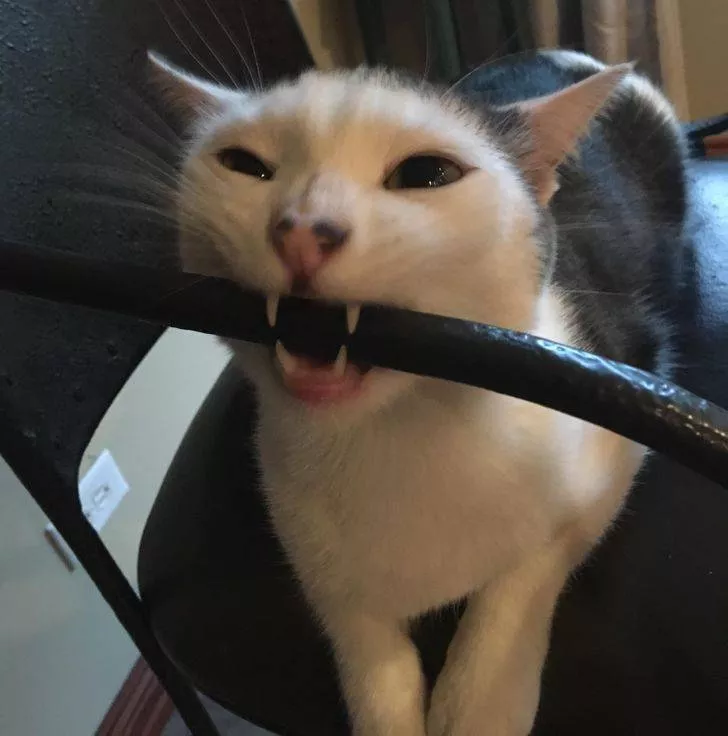 Des animaux qui nous fait rire - #19 