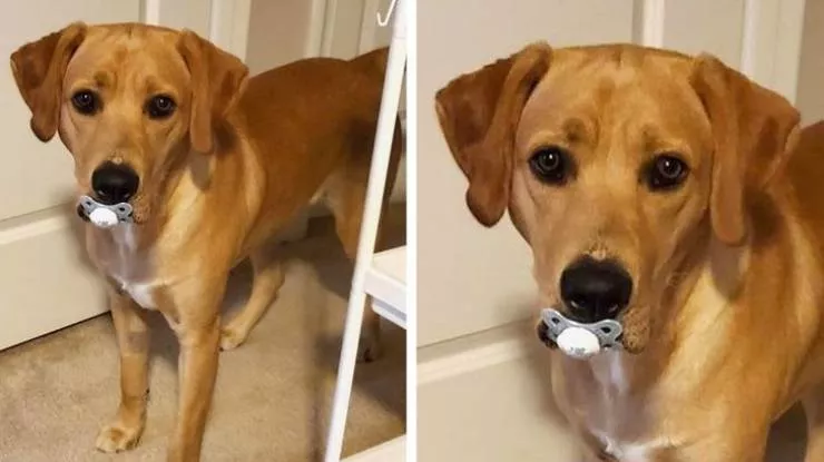 Des animaux qui nous fait rire - #2 