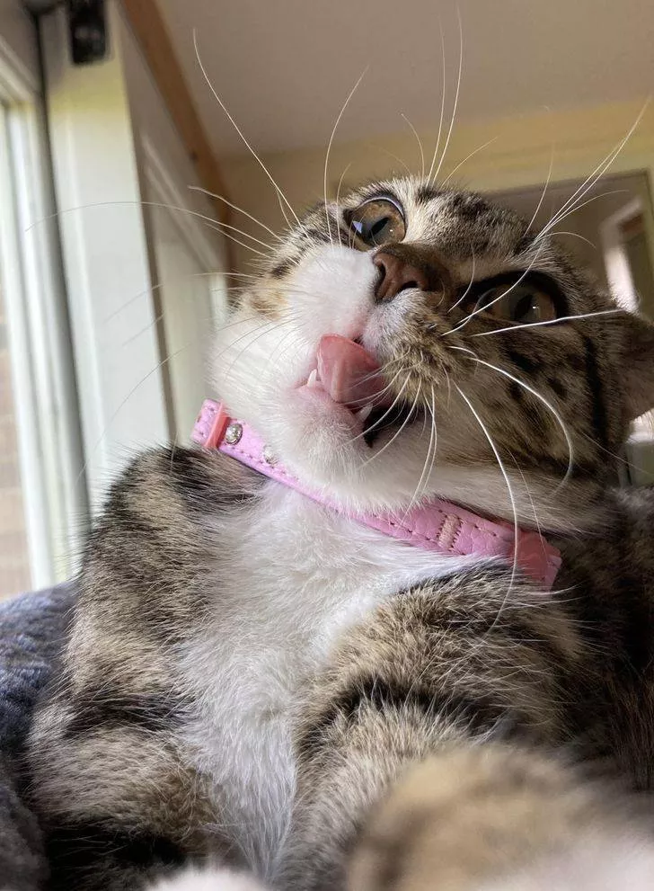 Des animaux qui nous fait rire