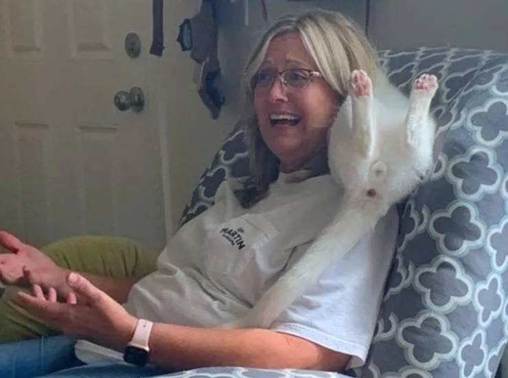Des animaux qui nous fait rire - #3 
