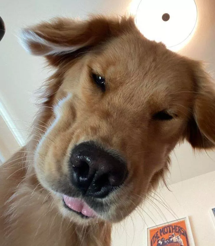 Animals that make us laugh - #4 