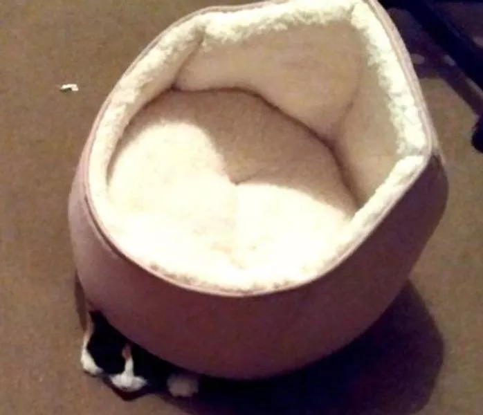 Des animaux qui nous fait rire - #5 