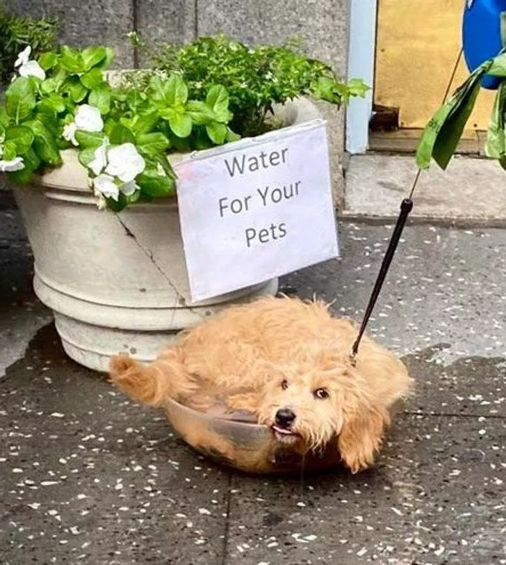 Animals that make us laugh - #6 