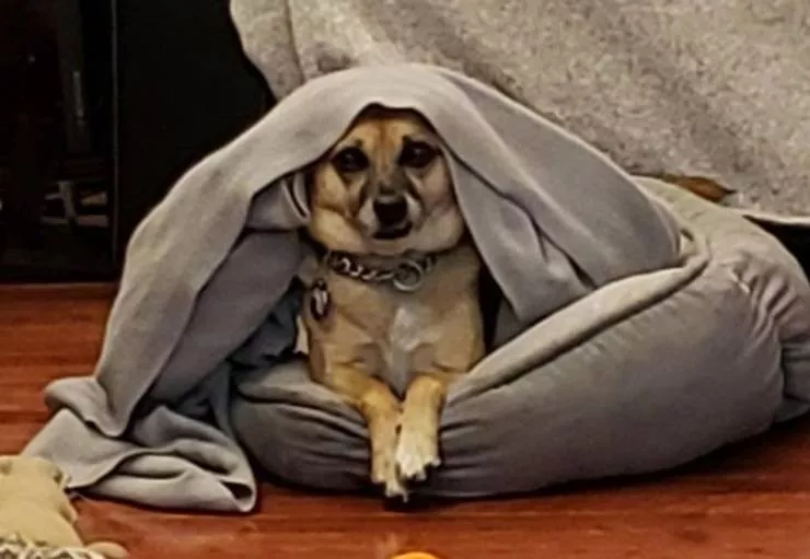 Des animaux qui nous fait rire - #7 