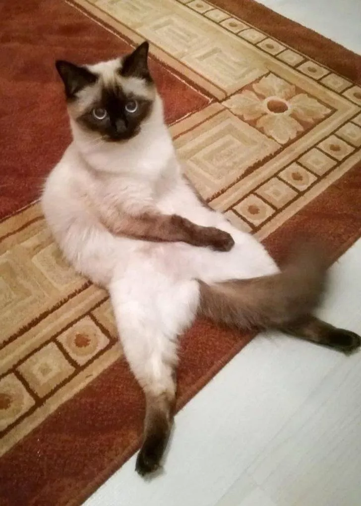 Animals that make us laugh - #8 