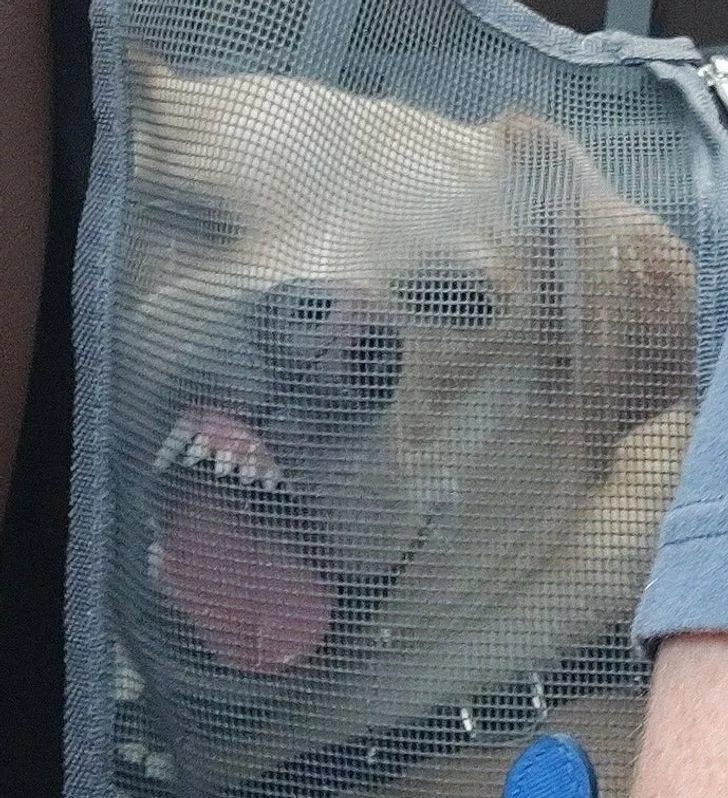 Animals that make us laugh - #9 