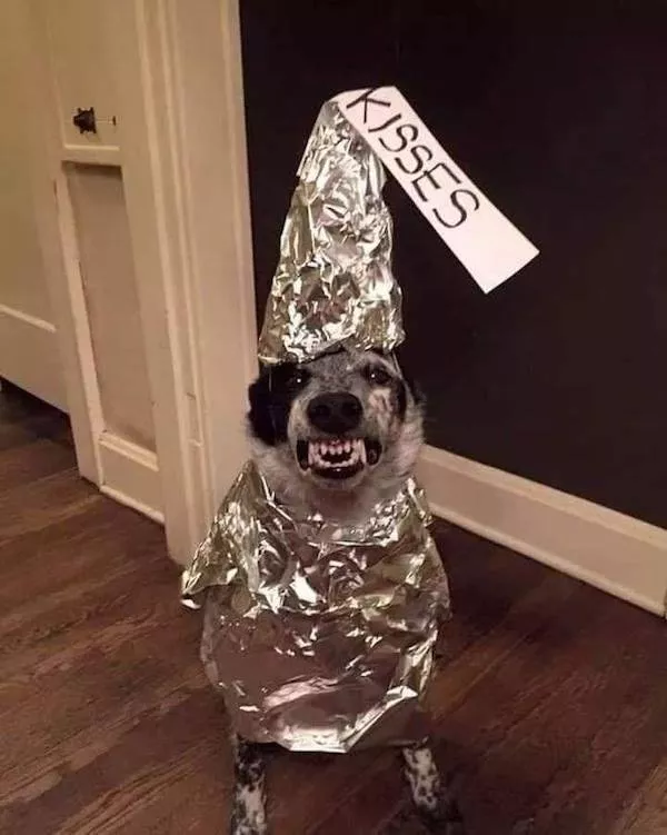The 41 funniest animals - #10 The 41 funniest animals - #10
