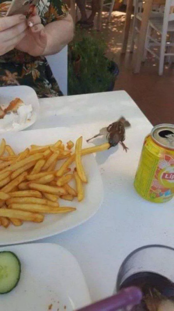Les 41 animaux les plus droles - #11 