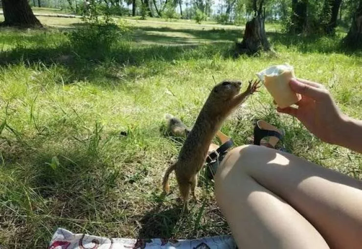 The 41 funniest animals - #12 The 41 funniest animals - #12