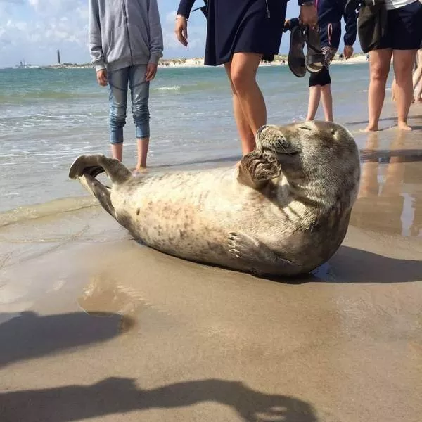 Les 41 animaux les plus droles - #14 