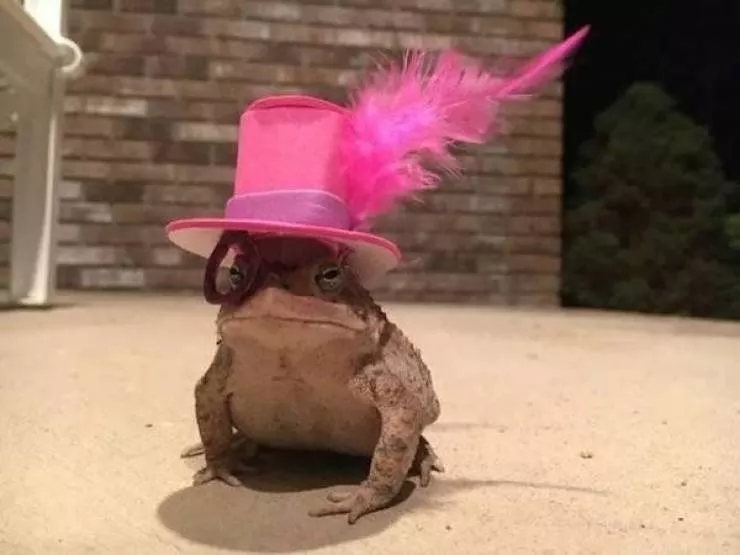 The 41 funniest animals - #15 The 41 funniest animals - #15