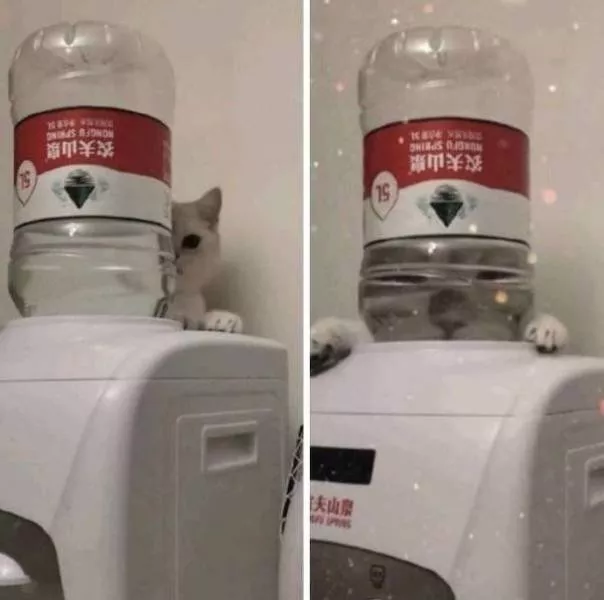 The 41 funniest animals - #16 The 41 funniest animals - #16