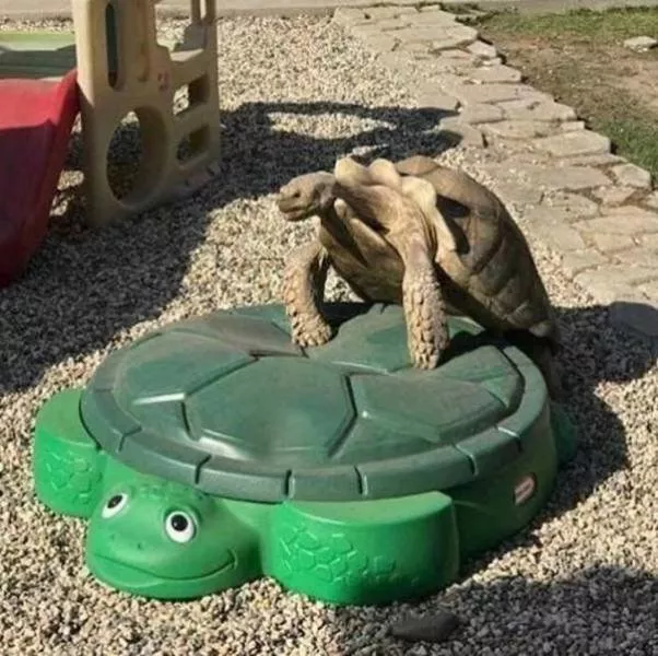 The 41 funniest animals - #17 The 41 funniest animals - #17