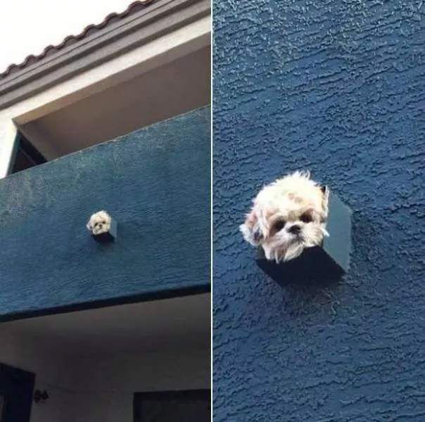 The 41 funniest animals - #19 The 41 funniest animals - #19