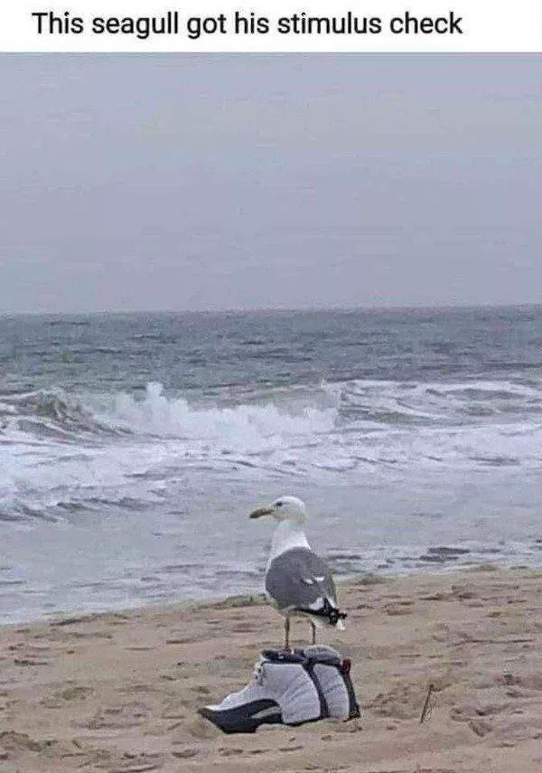The 41 funniest animals - #2 The 41 funniest animals - #2