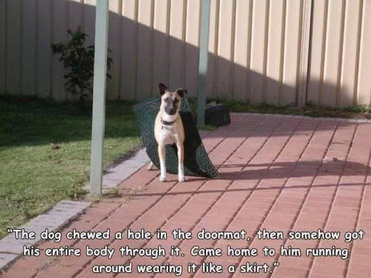 The 41 funniest animals - #20 The 41 funniest animals - #20