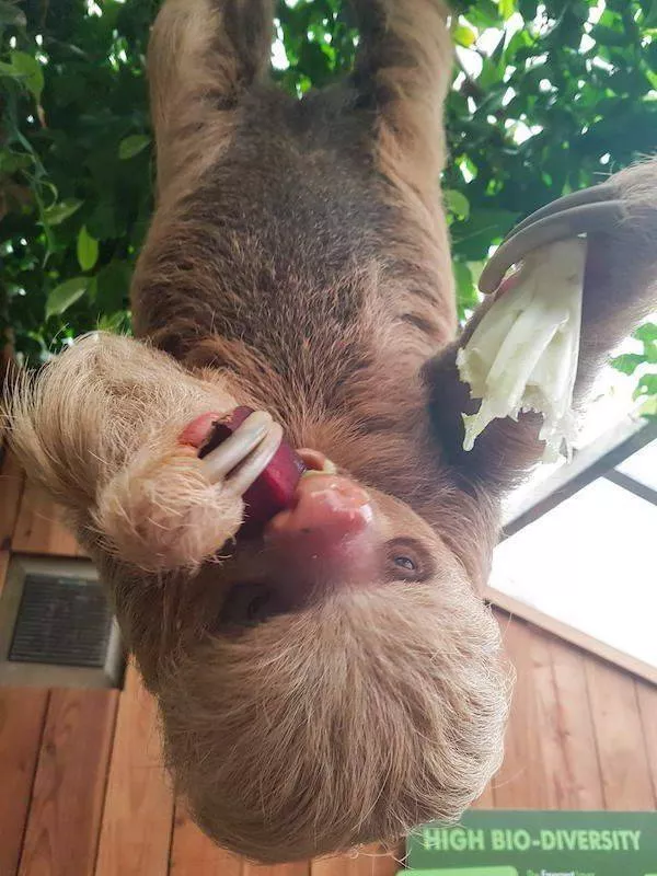 Les 41 animaux les plus droles