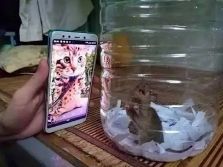 The 41 funniest animals - #23 The 41 funniest animals - #23