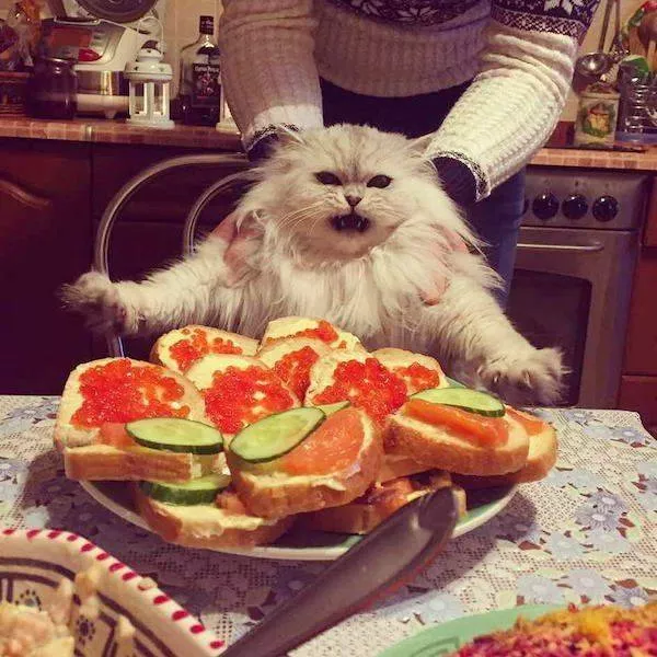 Les 41 animaux les plus droles - #24 