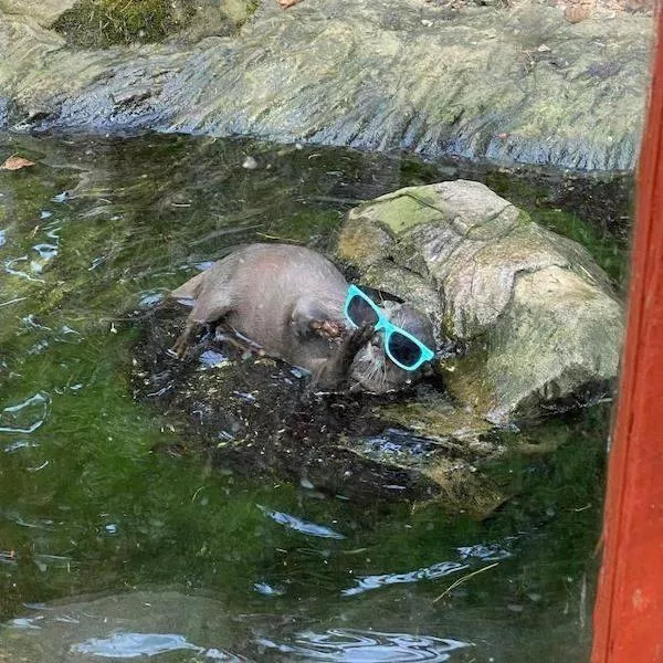 The 41 funniest animals - #3 The 41 funniest animals - #3