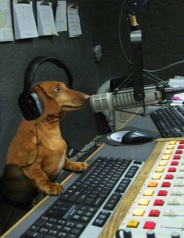 Les 41 animaux les plus droles - #30 