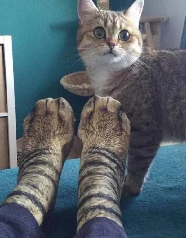 Les 41 animaux les plus droles - #36 